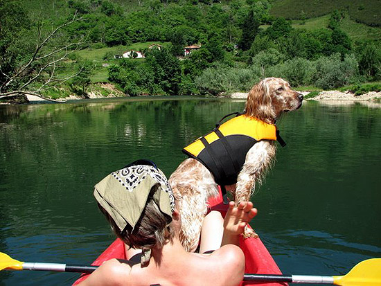 Chaleco de ayuda a la flotabilidad para tu mascota