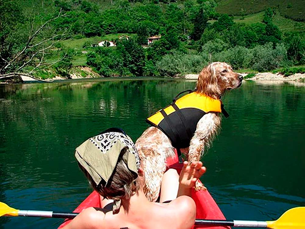 actividades-con-perros-asturias